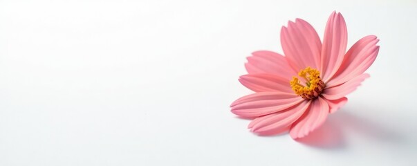 Single flower with subtle color variations on white background, variation, flower, petals