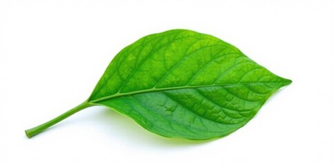 Fototapeta premium Single green leaf isolated on white background, foliage, botanical, floral
