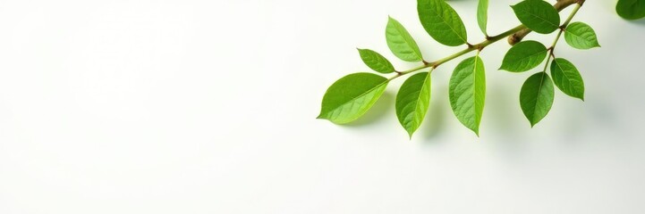 Obraz premium Single isolated branch hanging down from a plain white surface, nature, tree, clean