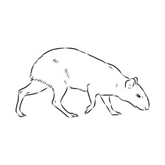 Agouti Vector Illustration Hand Drawn Animal Cartoon Art