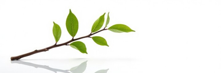 Naklejka premium single isolated branch on white background with reflection, serene, texture, branch