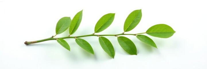 Fototapeta premium Single isolated branch on white background with subtle texture, nature, leafy, isolated