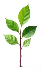 Obraz premium Single isolated branch with brown bark and green leaves on white background, botanical, leaf, solitary branch