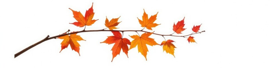 Obraz premium Single isolated branch with autumn leaves on white background, nature, branch autumn