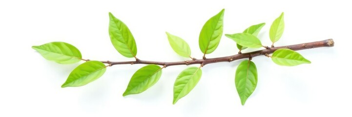 Fototapeta premium Single isolated branch with brown bark on white background, simplicity, green leaf, still life