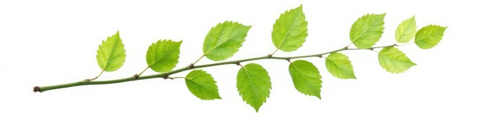 Fototapeta premium Single isolated branch with delicate leaves on white background, tree branch, branch detail, green