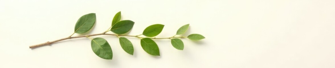 Fototapeta premium Single isolated branch with leaves against a plain white surface, tree, leaves, natural