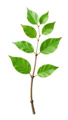 Fototapeta premium Single isolated branch with leaves in front of a plain white surface, twiggy, tree, leaf