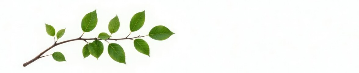 Fototapeta premium Single isolated branch with leaves on white background, clean, minimalist, organic