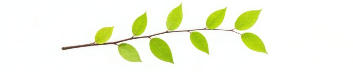 Fototapeta premium Single isolated branch with leaves on white background, branches, white background
