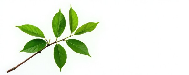 Single isolated branch with leaves on white background, leafy, simple, white