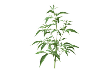 Herbal lemon verbena Isolated on transparent background