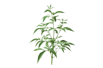 Herbal lemon verbena Isolated on transparent background