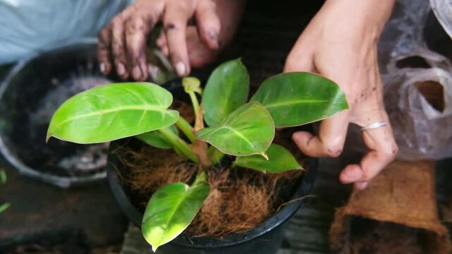 Closed up Asian senior elder woman hand is gardening with plant and flowers in a pot with natural sunlight in garden