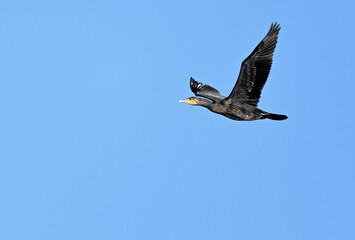 Ein Kormoran im Flug