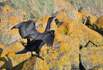 Ein Kormoran nach der Landung