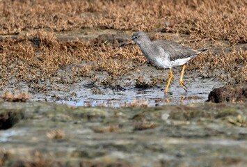 Ein Rotschenkel im Su,pfland