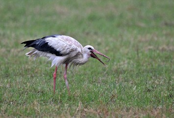 Ein Weißstorch bei der Nahrungssuche