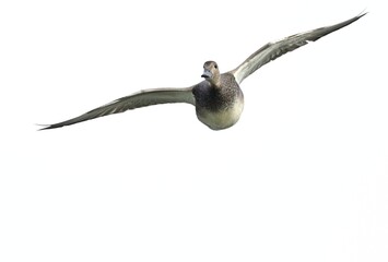 Eine Schnatterente im Flug