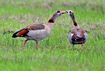 Ein Paar Nilgänse © Eckhard