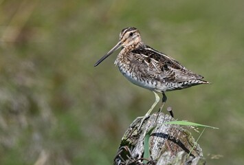 Eine Bekassine auf dem Zaunpfahl