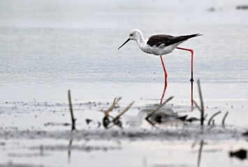 Ein Stelzenläufer im Feuchtgebiet