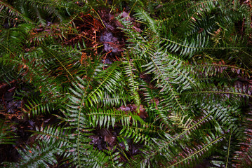 rain soaked ferns