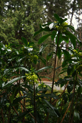 Mediterranean Spurge (Euphorbia characias)