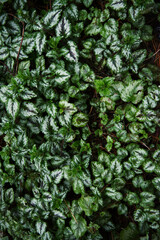 aluminium plant, artillery plant, archangel, dead-nettle (Lamium galeobdolon)