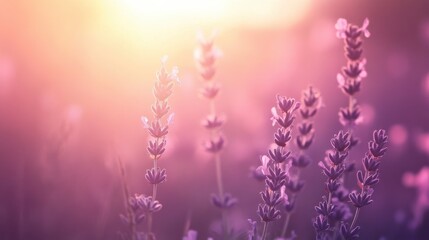 Fototapeta premium Soft Lavender Blooms in a Warm Sunset Glow Over a Serene Meadow