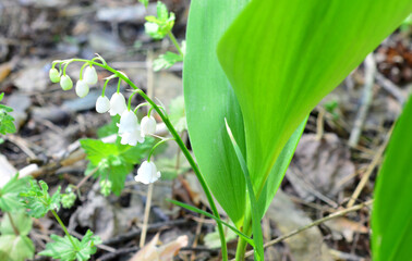 Close-up of Lily of the Valley Flowers in a Woodland Setting