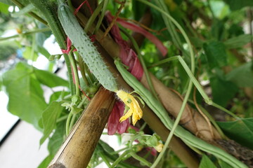 Cucumber plant.