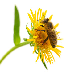 Honeybee and yellow flower