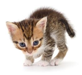 Obraz premium Kitten on white background.