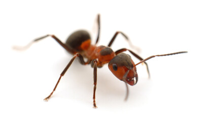 Isolated Red Ant