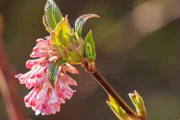 Erste Frühlingsblüten im Garten