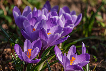 Fototapeta premium Erste Frühlingsblüten im Garten