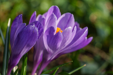 Fototapeta premium Erste Frühlingsblüten im Garten