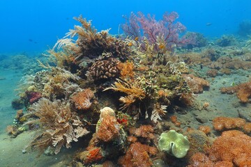 Fototapeta premium Colorful underwater coral reef with variety of life and fish. Scuba diving on the reef in the blue sea. Aquatic tropical wildlife. Marine life, tropical ocean. Scuba diving, underwater photography.