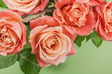 A bouquet of roses in vase on a pastel green background. Blooming flowers, festive concept