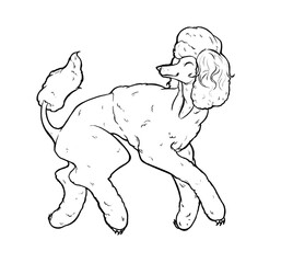 Line Art Illustration of a Standard Poodle – Coloring Page, hand drawn dog