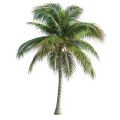 Obraz premium Tropical palm tree, isolated on transparent background 