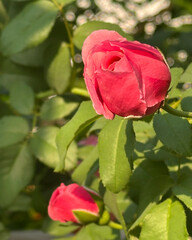 Red Rose Bud With Raindrop - Photograph of a single red rose bud growing on a bush with greenery in the background. Selective focus on the flower bud.
