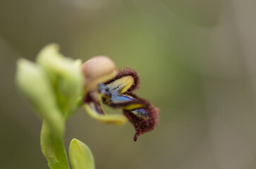 Flower of the Sawfly orchid Ophrys tenthredinifera, Portugal