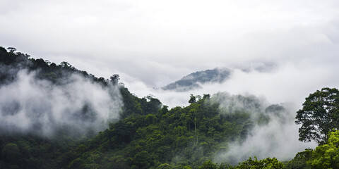 Fototapeta premium Foggy overgrown hills in rainforest create mystical atmosphere