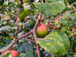 
Red apples are blooming on the branches of the garden.