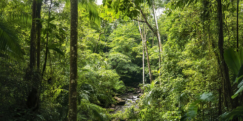 Obraz premium Lush green jungle with dense foliage and small stream in Costa Rica