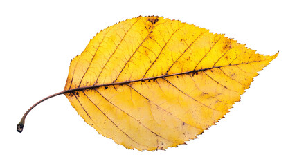 Golden cottonwood tree leaf png