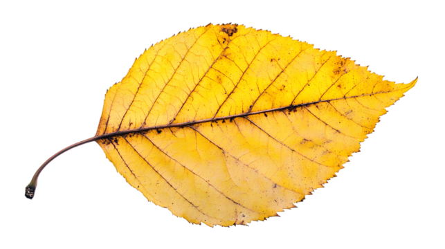 Golden cottonwood tree leaf png