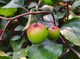 
Red apples are blooming on the branches of the garden.